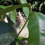 Garcinia intermedia Leaf