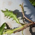 Cirsium dissectum Leaf