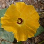 Ipomoea obscura ফুল
