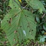 Acer rufinerve Leaf