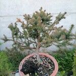 Cryptomeria japonicaFolha