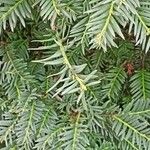 Taxus baccataFulla