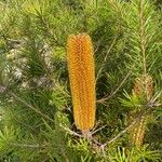 Banksia ericifolia List