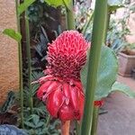 Etlingera elatior Flower