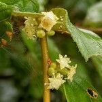 Ziziphus oenopolia Kwiat