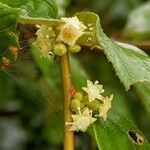 Ziziphus oenopolia 花