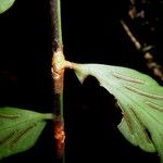 Asplenium juglandifolium Kabuk