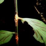 Asplenium juglandifolium Écorce