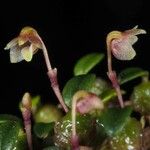 Bulbophyllum keekee Flor
