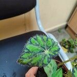 Begonia bowerae Leaf