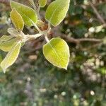 Pyrus nivalis Feuille