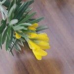 Genista linifolia Flor