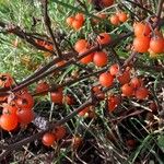 Solanum villosum फल