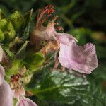 Teucrium divaricatum Flor