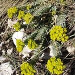 Euphorbia myrsinites ᱛᱟᱦᱮᱸ