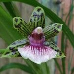 Zygopetalum maculatumFlower