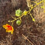 Abutilon hirtum Плід