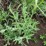 Helichrysum odoratissimum Lehti