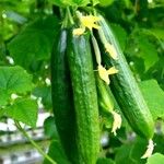 Cucumis sativus Плід