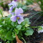 Viola × williamsii Flor