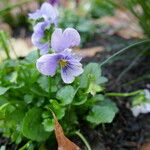 Viola × williamsii Blüte