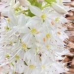 Eremurus himalaicus Flower