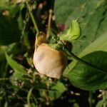 Vigna vexillata Flor