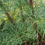 Paeonia tenuifolia Bark