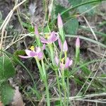 Centaurium erythraeaKvet