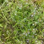 Collinsia parviflora Fiore