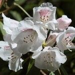 Rhododendron morii Blüte