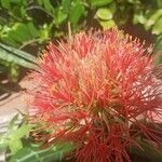 Scadoxus multiflorus অন্যান্য