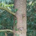 Pinus koraiensis 樹皮