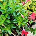 Mandevilla sanderi 整株植物