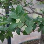 Syzygium paniculatum Листок