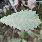 Quercus faginea Fulla