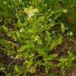 Myosotis macrosperma Leaf