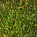 Carex pallescens 整株植物