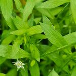 Stellaria alsine Blad