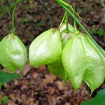 Staphylea trifolia Fruit