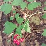 Actaea rubra Fruchs