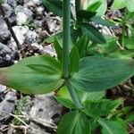 Valeriana rubra Blatt