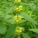 Lamium galeobdolon Flower