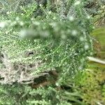 Ozothamnus leptophyllus Hoja