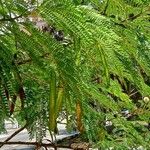 Acacia angustissima Hoja