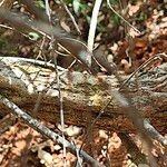 Woodfordia fruticosa Bark