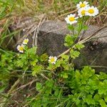 Tanacetum parthenium 整株植物