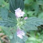 Galeopsis ladanum (Fiore)