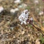 Gypsophila fastigiata Цветок