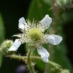 Rubus nigricans 花